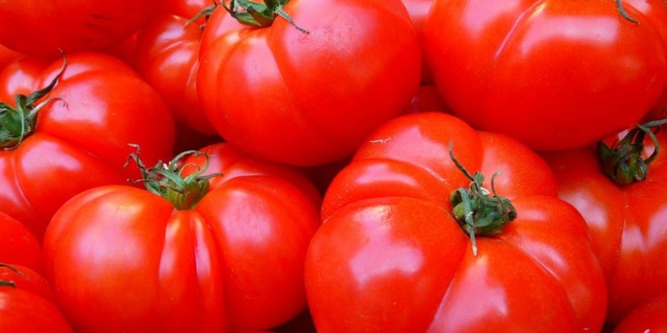 tomatoes-1024×768-1014×487